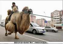 青岛一酒店员工快速路上骑骆驼
