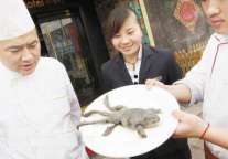 徐州一酒店惊现六脚牛蛙