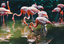 迈点译讯丨太阳马戏团获股东紧急注资5000万美元,目的却不在偿还贷款