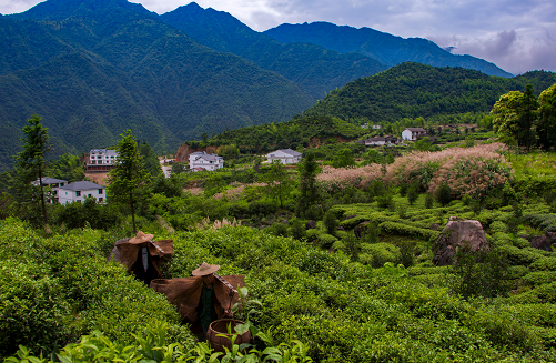 江西省铅山县恢复跨省团队游 特色茶文化旅游线路等你