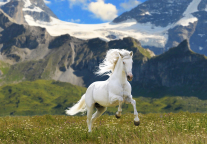 山东6万平方米“马术”主题酒店签约 明年5月投入运营