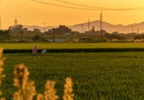 芜湖探秘|新开业格林东方酒店让你邂逅诗意栖居