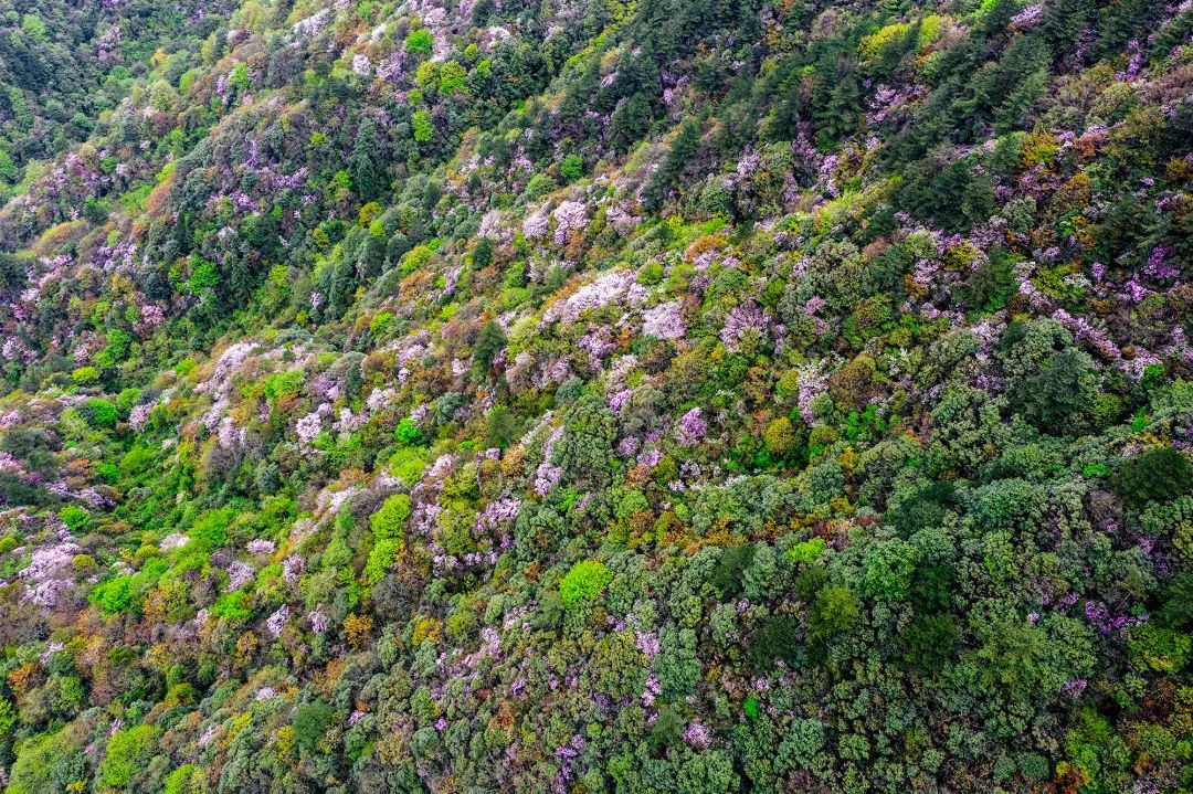 喜讯!明月山景区入选“长江风景揽胜之旅”线路!