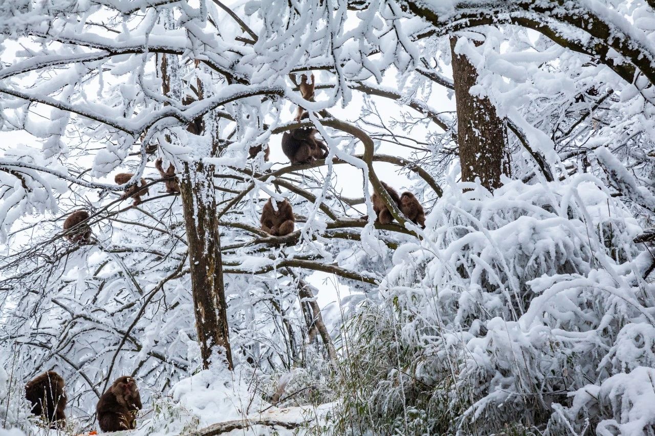 下雪了,峨眉山景区冬日狂欢开启倒计时!
