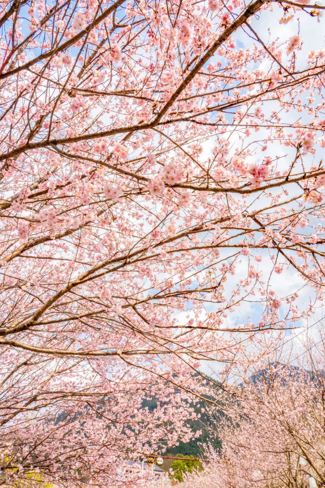 春风十里·赏樱季 | 明月山千亩樱花林已盛放!