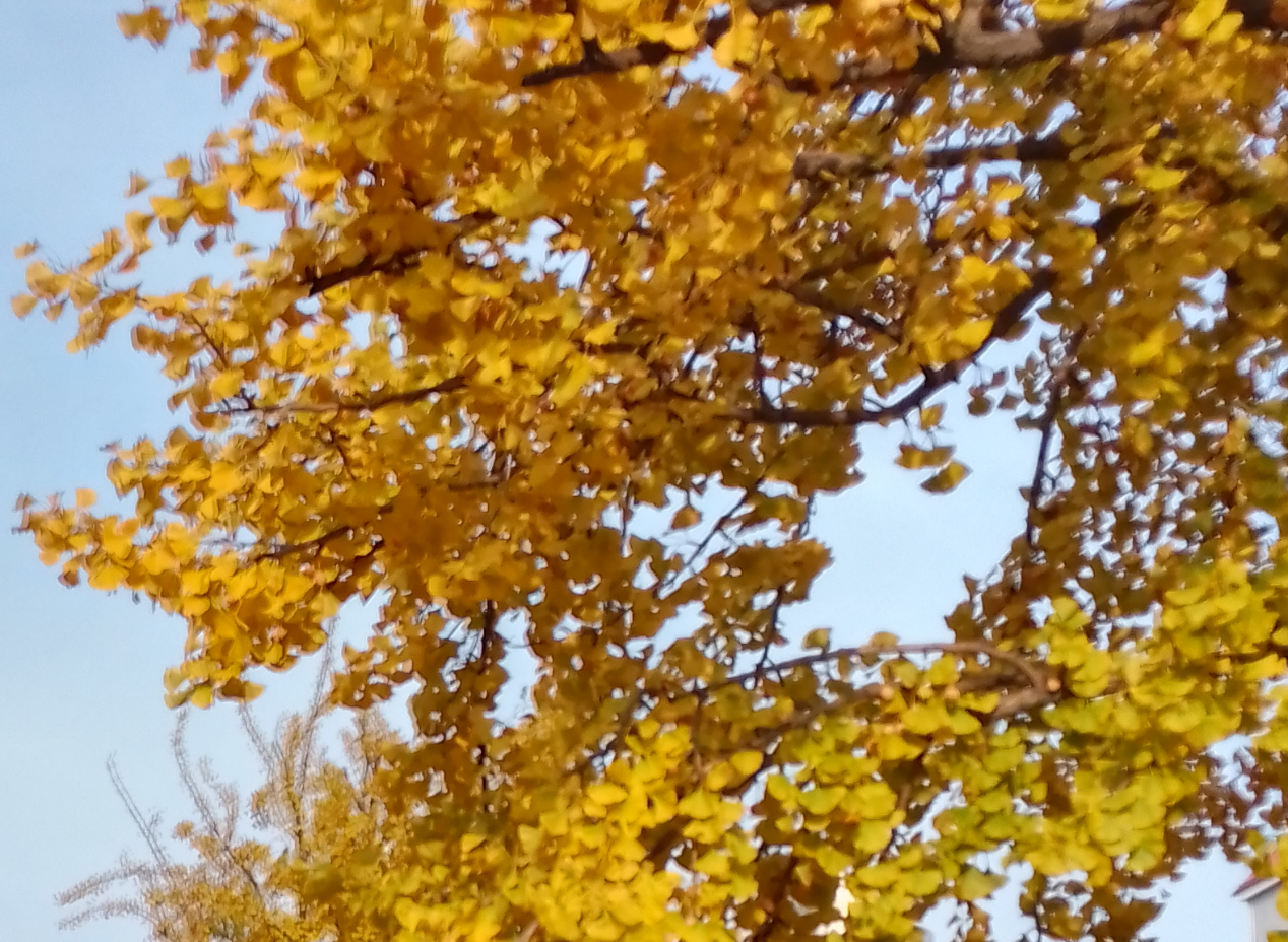 相约云酒店,体验“金黄”秋色的天花板