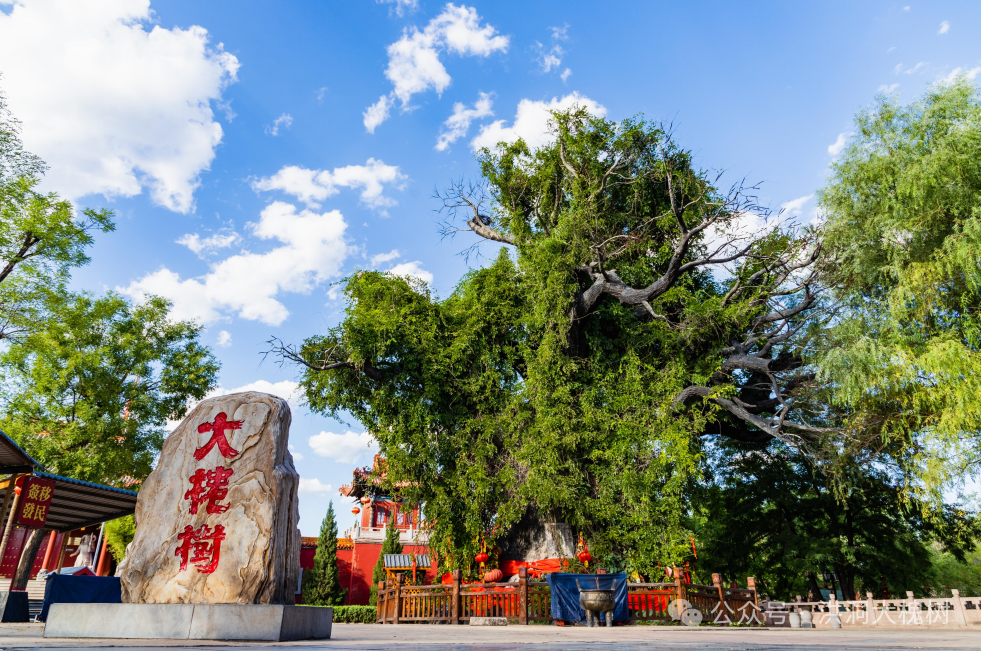 洪洞大槐树:荫庇群生 惠泽社会