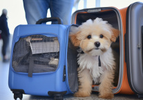 中青旅推出“宠客计划”服务品牌