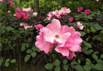 OTA的江湖怎么混?看看Expedia这些欧洲巨头的命运