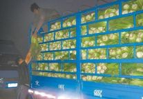 百色三菜农向灾区捐献10吨蔬菜 义举感动众人