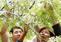五月槐花香 最美“赏槐”出游线路