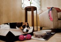 卓美亚艾舍酒店启动“宠爱小狗专享计划”