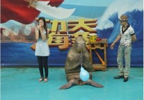大连圣亚《功夫海象》全面升级，新颖体验极限挑战