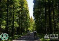 上海崇明东平国家森林公园低碳旅游线路实玩
