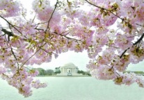 华盛顿“樱花旅游”吸金过亿