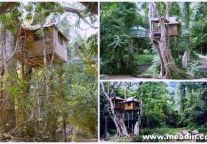 全球主题酒店推荐：5大树上旅馆