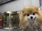 南京部分星级酒店解禁“宠物入住”引热议