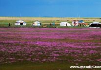 锦江之星心灵之旅：格桑花开到拉萨