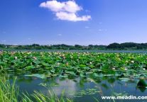 锦江之星凉夏之旅 迷醉白洋淀的荷塘苇荡