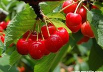 锦江之星幸福旅居 樱桃熟透惜流年