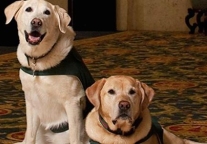 Want your hotel stay to feel like home? Here's a dog