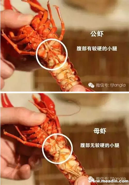 q:吃龙虾攻略第一式: 如何分辨公母?
