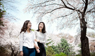 华克山庄粉嫩春日庆典 ‘2016华克山庄樱花节’开幕