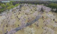 'Flower tours' blossom across China
