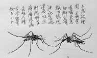 老林圆珠笔画：蚊子