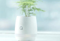 Qplant 这是一款“浪漫”的智能花盆