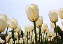 与旅游相结合 赏花经济“花期”更持久