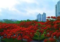 厦航携手绿云打造航空业首个产业整合平台