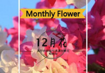 法菲亚智选酒店 12花语让你处处有惊喜！