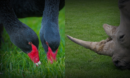 赵焕焱:中国酒店业的黑天鹅和灰犀牛