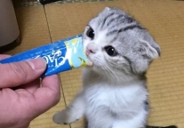 日本旅馆有猫咪陪睡 网友：我能吸三天三夜不睡觉