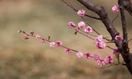 春节假期全国接待游客近4亿人次|2018年春节假日旅游市场总结