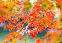 寻秋之旅首站——天平山红枫节暨书香美食节“十一”盛大开幕！