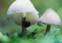 洲际11年1季度盈利增长28%