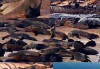 海豹岛:来南非和憨态可掬的海豹合影