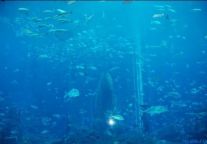 像水族馆里的鱼儿一样悠游生活
