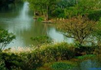 西溪湿地洪园火柿节：品柿子摇橹船观美景