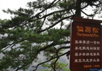 张家界核心景区新景观“仙翁松”正式开放