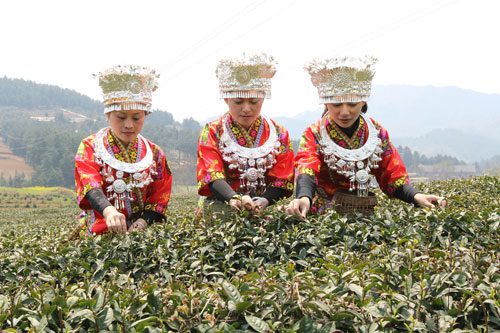 采茶