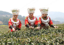 都匀毛尖“万元茶”开始炒制