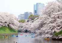 【100元】驴妈妈带你游日本赏美樱