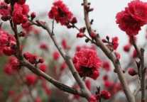 郑州世纪欢乐园 百花盛开学生春游好去处