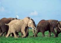 出境游大热 暑假非洲游人气看涨