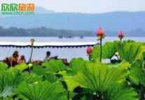 忆江南之西湖十景：赏夏季最艳的荷花