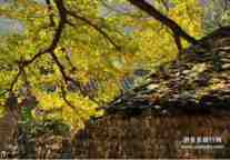 气爽时节 游多多推荐最佳秋色好去处