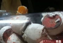 香格里拉蛋白酥里长毛 酒店称没加防腐剂